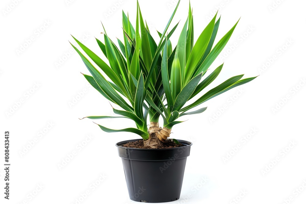 A Yucca with stiff, swordlike leaves in a heavy black pot, isolated on a white background A Yucca with stiff, swordlike leaves in a heavy black pot, isolated on a white background