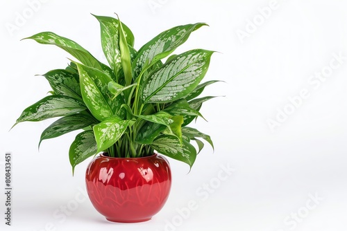 An aglaonema with silvergreen leaves in a red ceramic pot, isolated on a white background photo
