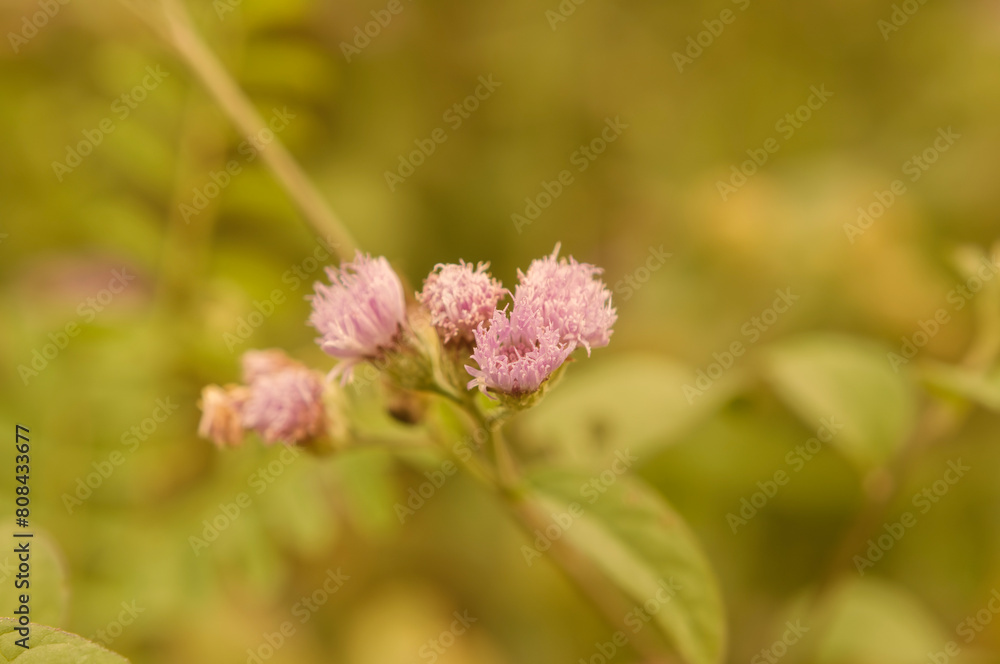 Macro Shoot from flower as background Macro Shoot from flower as background