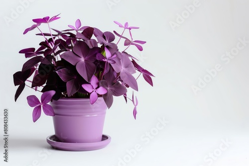 An oxalis triangularis with purple leaves in a violet pot, its delicate flowers visible, isolated on a white background photo