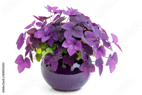An oxalis triangularis with purple leaves in a violet pot, its delicate flowers visible, isolated on a white background photo