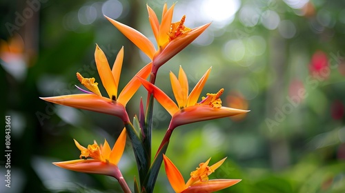 Shallow focus of Flor Ave del Paraiso flower in the garden