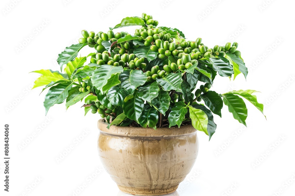 A coffee plant with green berries in a coffeecolored pot, isolated on a white background