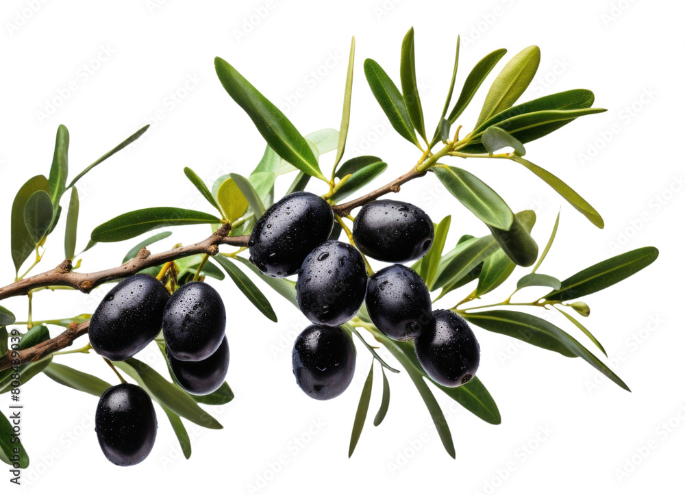 PNG Black olive tree plant fruit leaf. PNG Black olive tree plant fruit leaf.
