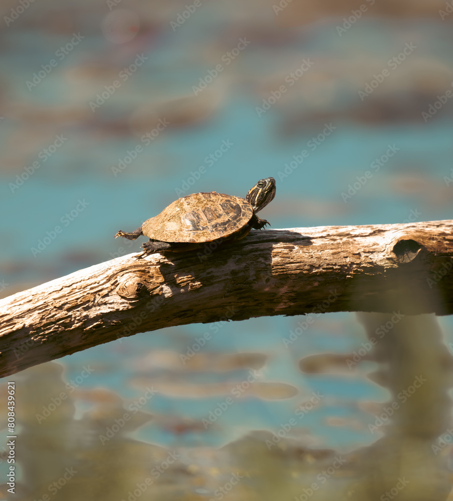 Obraz premium turtle on a log