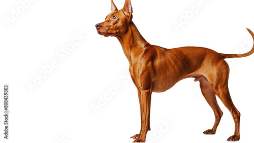 dog standing with head held up high  full body  proudly showcasing its short coat and erect ears  on a white background