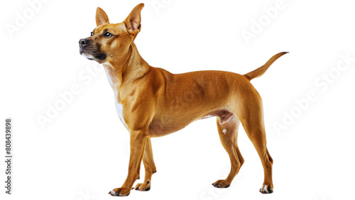 dog standing with head held up high  full body  proudly showcasing its short coat and erect ears  on a white background