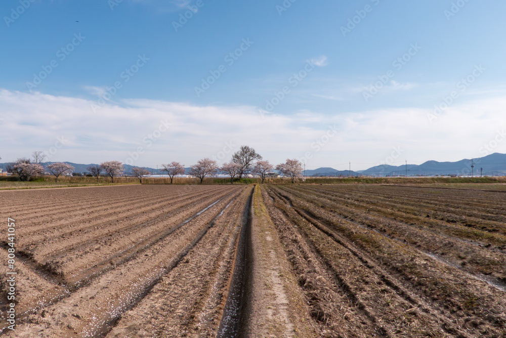 春の静かな田畑の風景　農耕作業　直線が描かれた農地　農地の背景　滋賀県草津市平湖畔