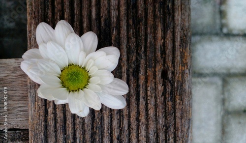 White chrysanthemums are placed on a wooden bench. Chrysanthemum flowers as background. Chrysanthemums famili of asteraceae. photo