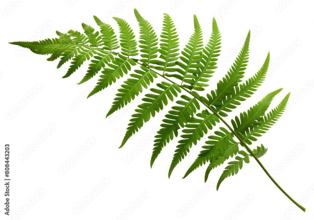 PNG Plant fern leaf freshness. PNG Plant fern leaf freshness.
