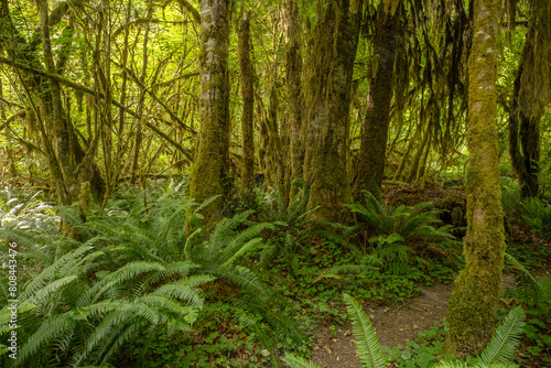 Moss Covers All Tree Trunks In The Hoh Rainforest