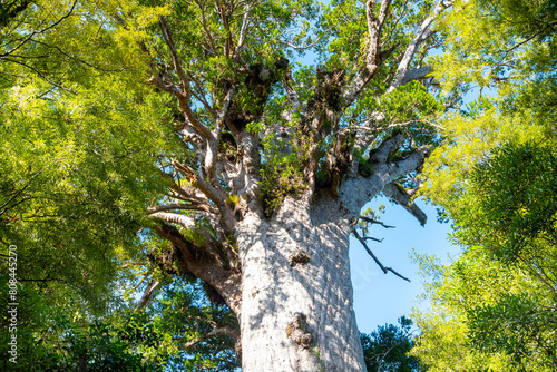 Tane Mahuta Kauri Tree - New Zealand photo