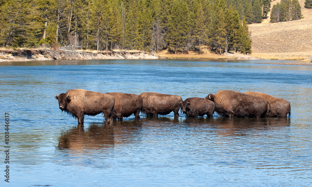 A small herd of American bison, Bison bison, crossing the river at Yellowstone National Park. A small herd of American bison, Bison bison, crossing the river at Yellowstone National Park.