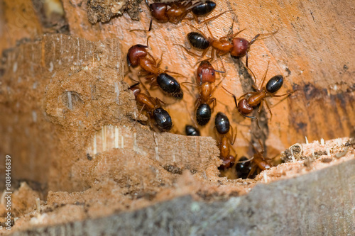 Large rusty orange and black Florida carpenter ants workers on the bark of a palm tree. They build nests inside wood, consisting of galleries chewed out with their mandibles or jaws.