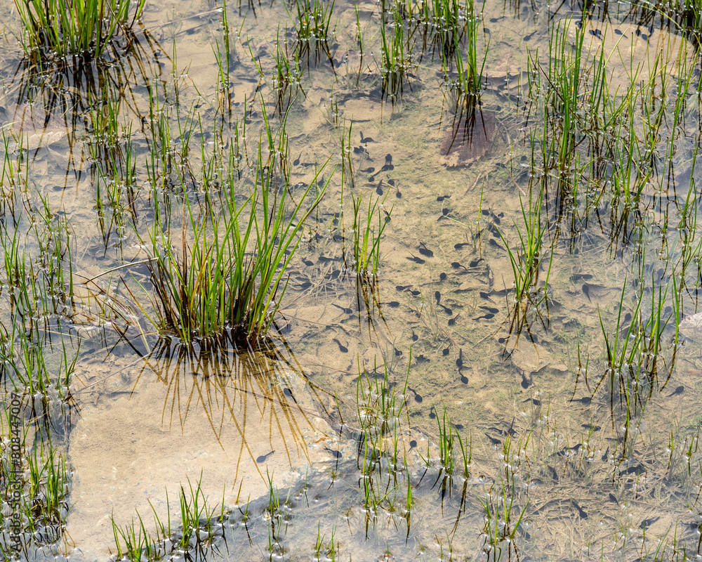 A school of black tadpoles in a temporary pond of very shallow water. The early stage larva have long flattened tails but do not appear to have leg appendages yet. A school of black tadpoles in a temporary pond of very shallow water. The early stage larva have long flattened tails but do not appear to have leg appendages yet.