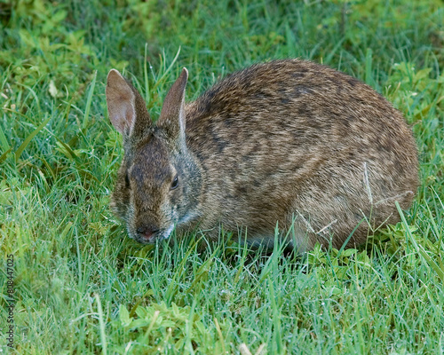 An adult Florida Marsh Rabbit, Sylvilagus palustris paludicola, foraging in the grass of a wetlands area in the Everglades National Park. photo