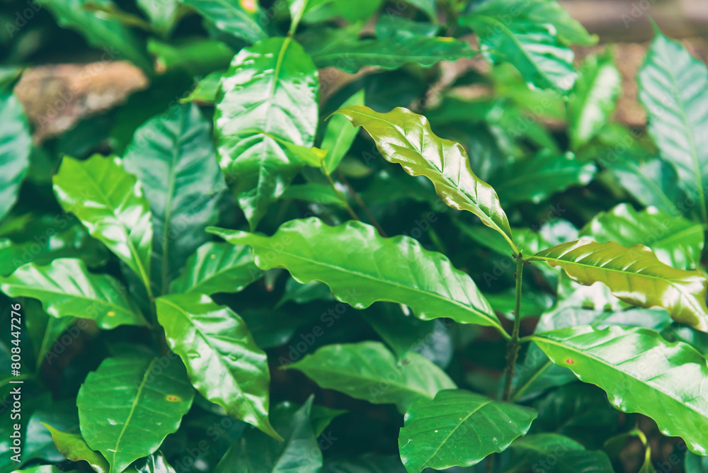 Fresh coffee bean green leaf bush berry plant arabica garden. Agriculture Green coffee tree growing berry bean plant. Coffee tree farm growth in eco organic garden. fresh nature farm Fresh coffee bean green leaf bush berry plant arabica garden. Agriculture Green coffee tree growing berry bean plant. Coffee tree farm growth in eco organic garden. fresh nature farm