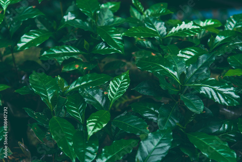 Agriculture Green coffee tree growing berry bean plant. Coffee tree farm growth in eco organic garden. Fresh coffee bean green leaf bush berry plant arabica garden. Robusta arabica fresh nature farm