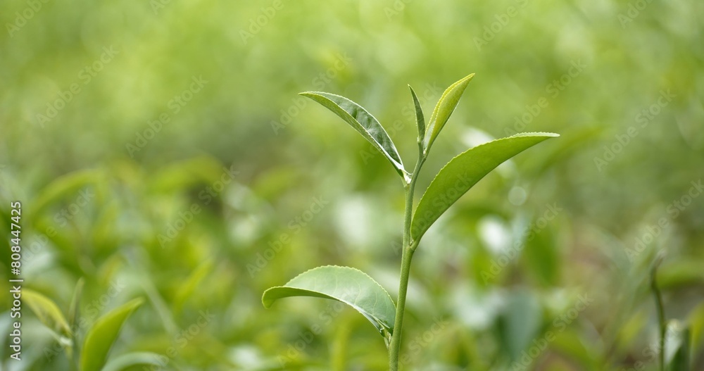 Green tea tree leaves field young tender bud herbal Green tea tree in camellia sinensis organic farm. Close up Fresh Tree tea plantations mountain green nature in herbal farm plant background morning Green tea tree leaves field young tender bud herbal Green tea tree in camellia sinensis organic farm. Close up Fresh Tree tea plantations mountain green nature in herbal farm plant background morning
