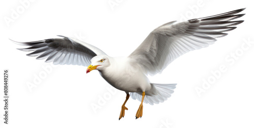 PNG Seagull flying animal white.