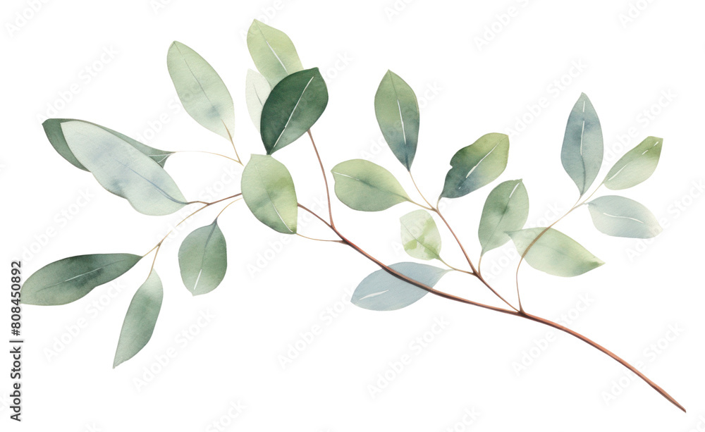 PNG Eucalyptus branch plant leaf tree.