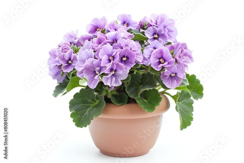 An African violet with soft purple blooms in a small lilac pot, isolated on a white background