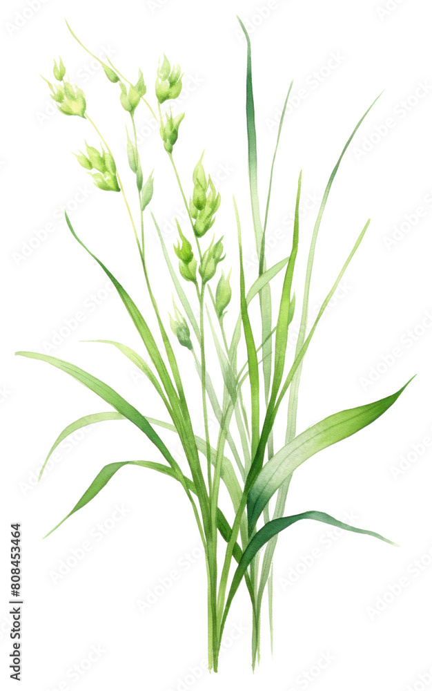 PNG Flower plant grass food.