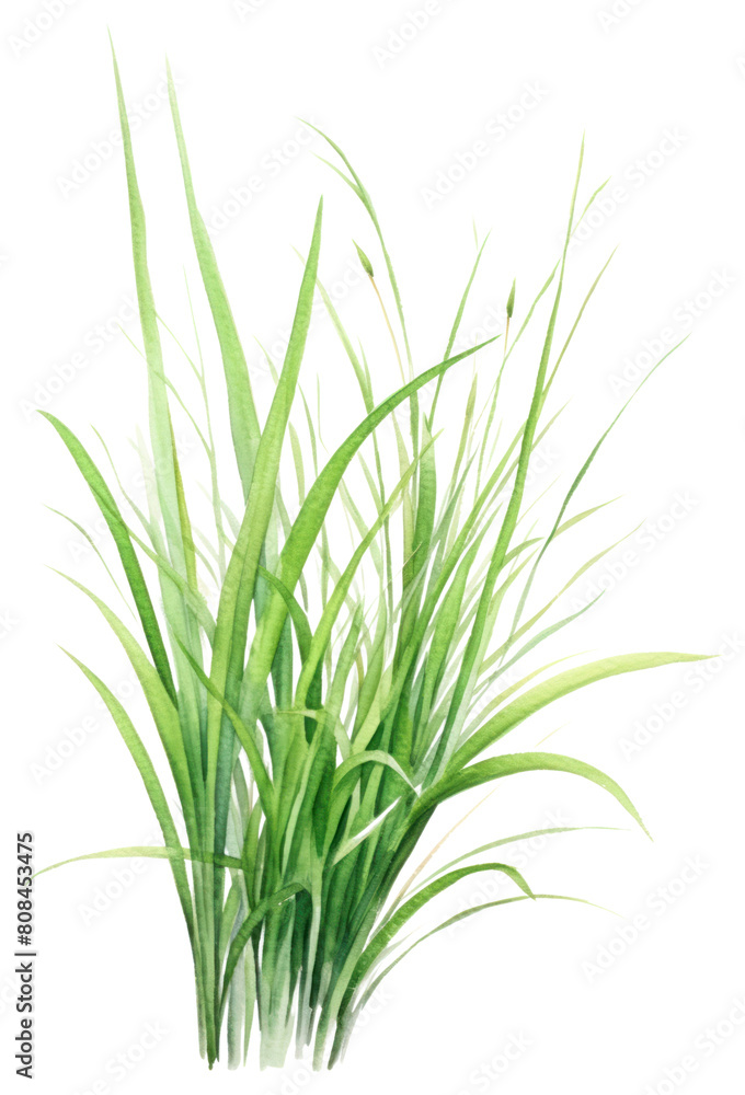 PNG Plant grass wheatgrass hierochloe.