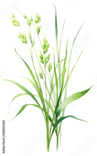 PNG Flower plant grass food.