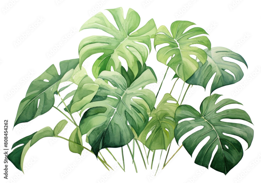 PNG Tropical leaves green plant leaf. PNG Tropical leaves green plant leaf.