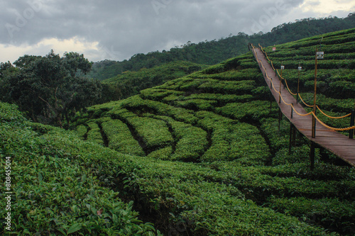 plantation in the mountains