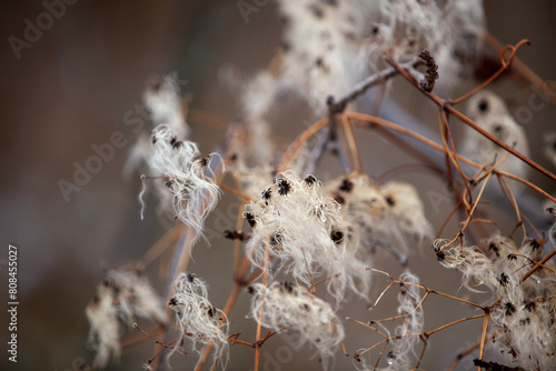 Devil's darning needles (clematis virginiana) in the wintertime. photo