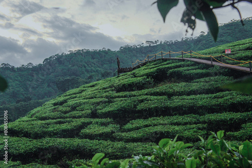 rice terraces in island