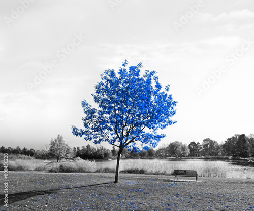 Obraz na płótnie Big tree with blue leaves in a black and white landscape scene with an empty park bench looking over a lake w salonie