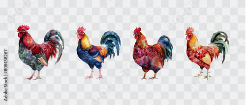 Cock rooster watercolor isolated graphic transparent