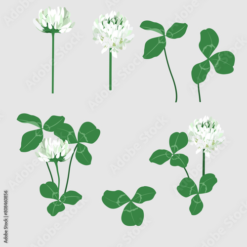 Set of flowers and leaves of white clover. Medicinal plant on isolated background