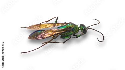 Side view of a Emerald cockroach wasp, Ampulex compressa, isolated photo