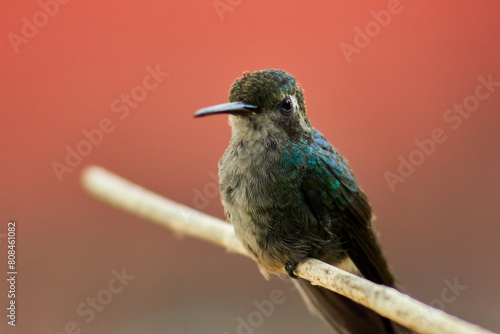 Colibrí
