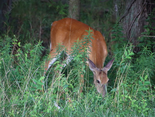 Doe in the woods in Piscataway, NJ photo