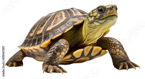 PNG Reptile tortoise animal white background.