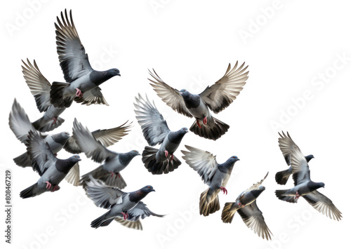 PNG A big flock of pigeons flying together animal bird white background. © Rawpixel.com