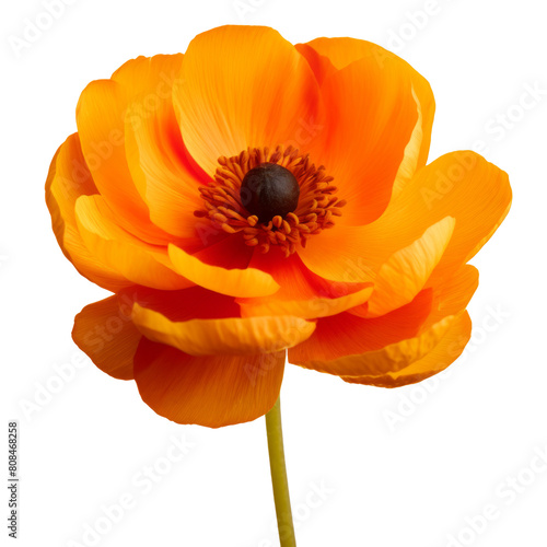 A Globe-flower orange flower isolated on white background #808468258