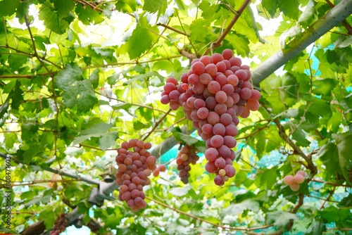 山梨県の葡萄園で実っていた葡萄。 photo
