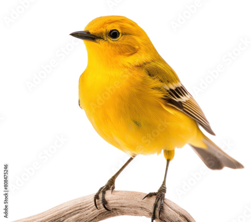 PNG Bird canary animal white background. © Rawpixel.com