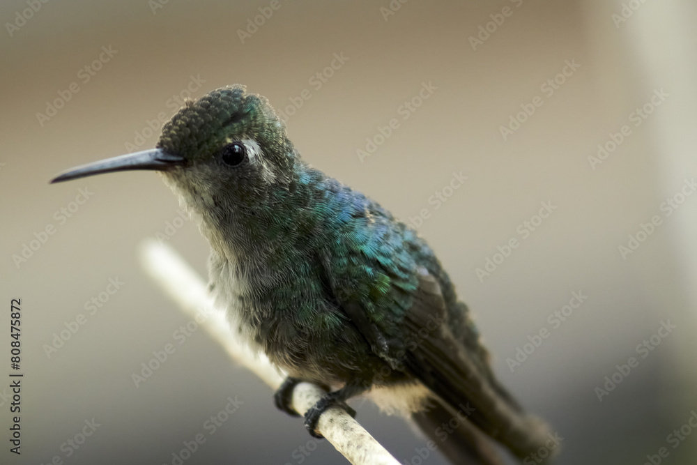 Fototapeta premium Colibrí