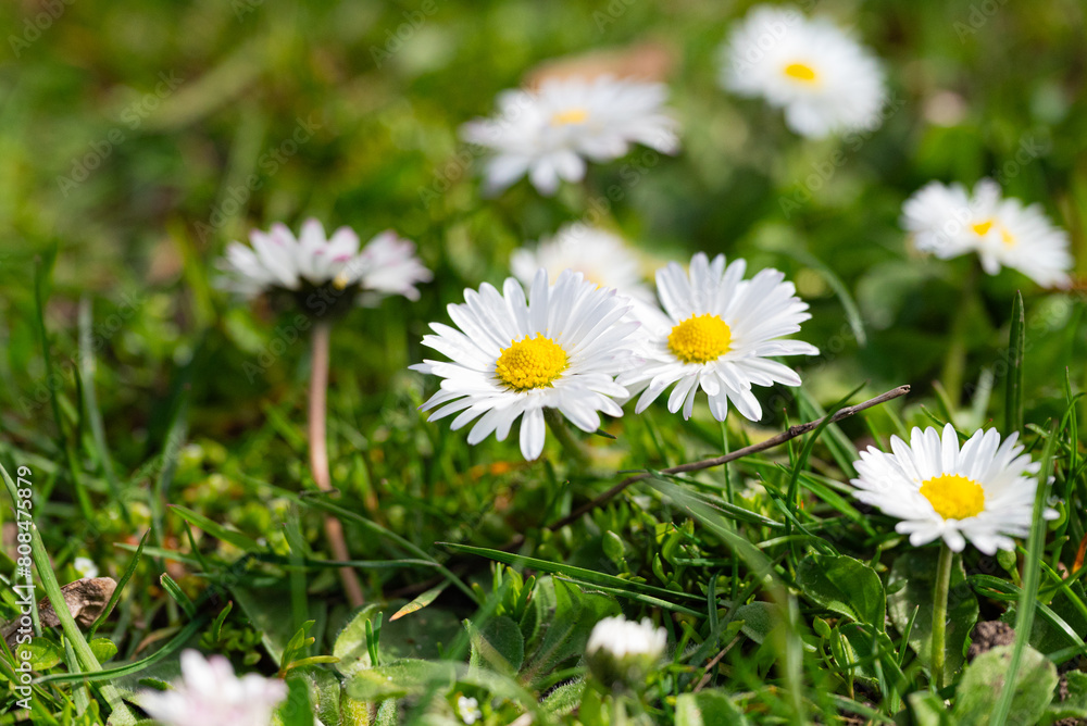 White daisies on the green grass. shallow depth of field White daisies on the green grass. shallow depth of field