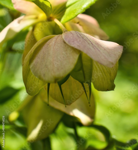 Helleborus in the Hermannshof Gardens in Weinheim, Germany. photo