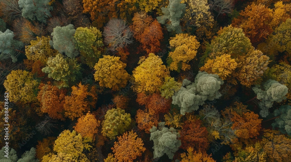 Autumn's Aerial Splendor: Deciduous Forest in Fall Foliage