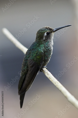 Colibrí