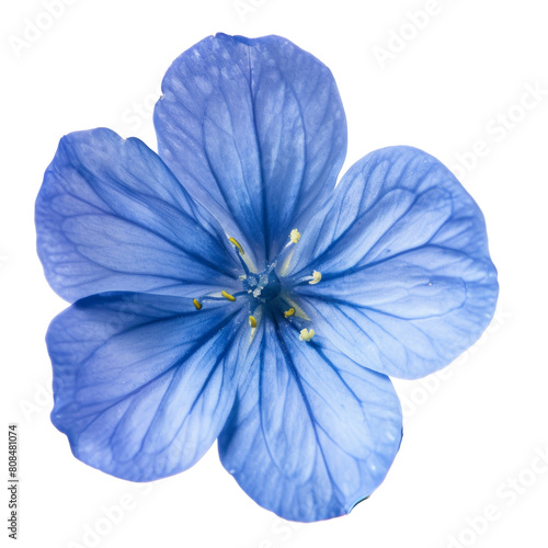 White plumbago or Cape leadwort flowers. Close up small blue flowers bouquet isolated on white background.